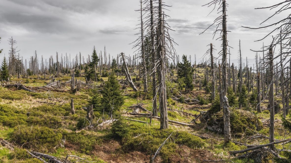 Germany — Bavarian Forest