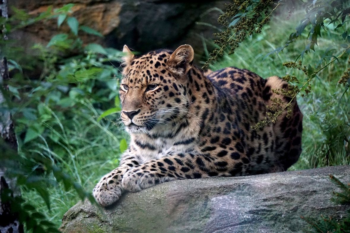 Leopard Zoo Leipzig