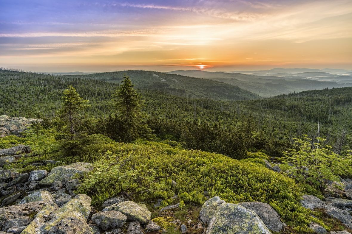 Bavarian Forest