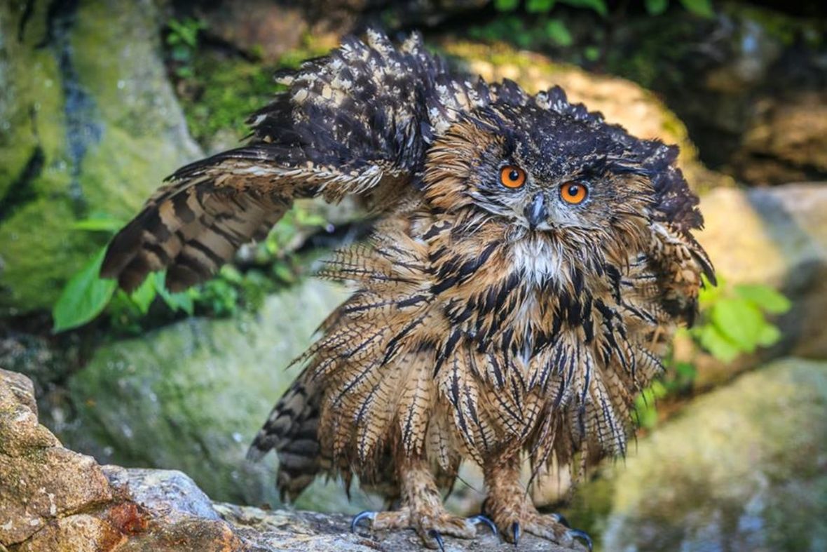 bavarian forest national park 