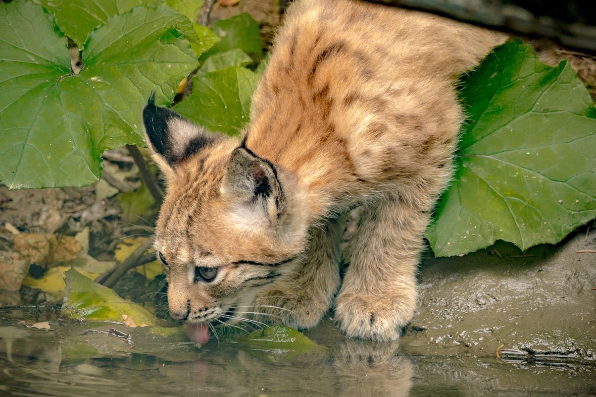 fauna in bavarian forest