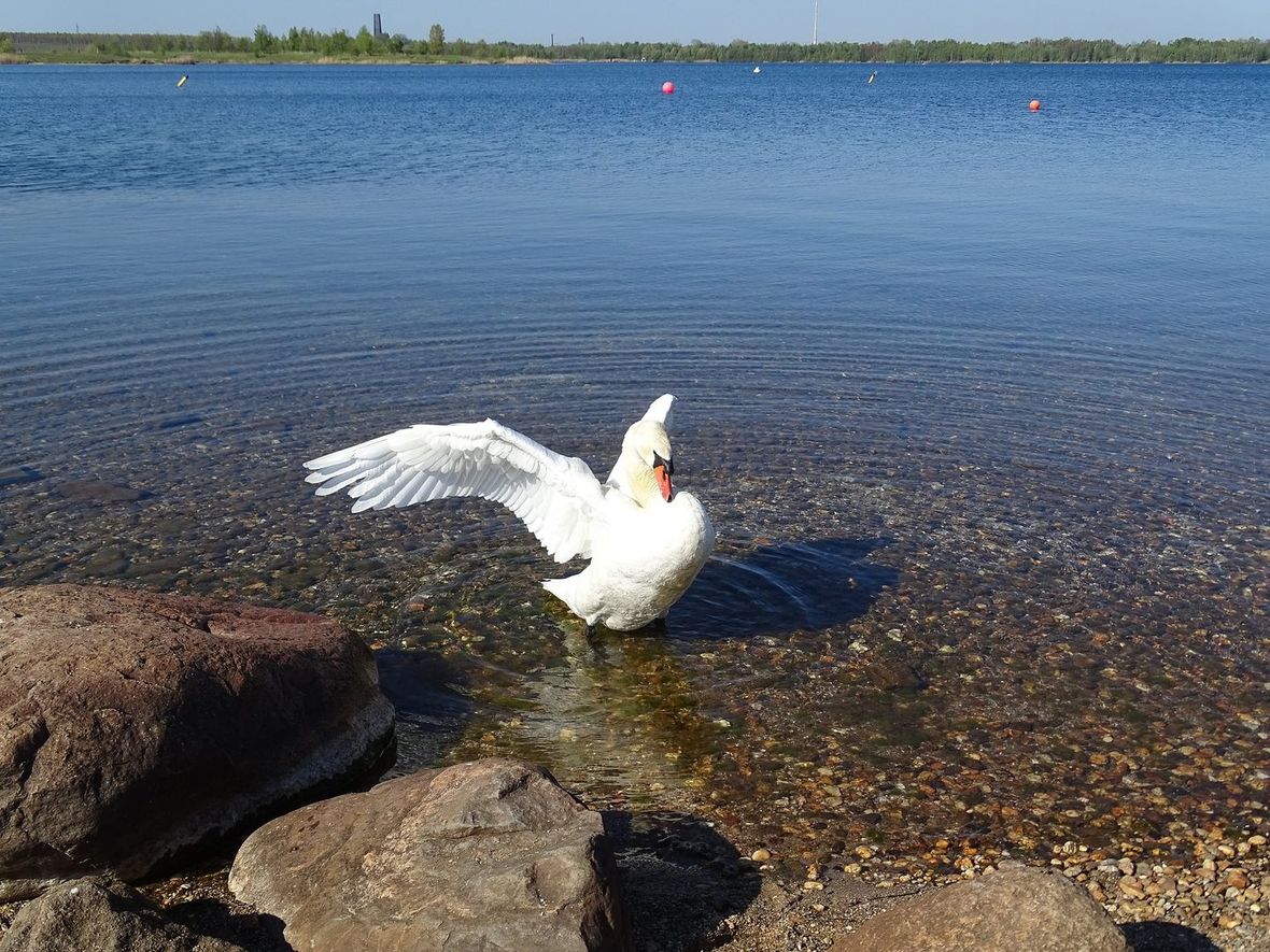 Swan at the Cospudener Lake