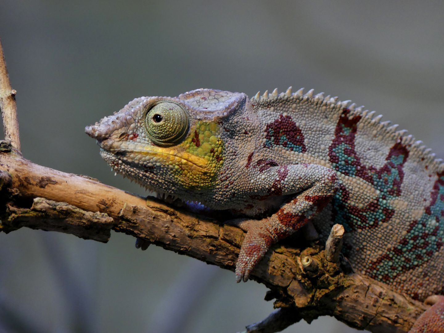 Chameleon Zoo Leipzig