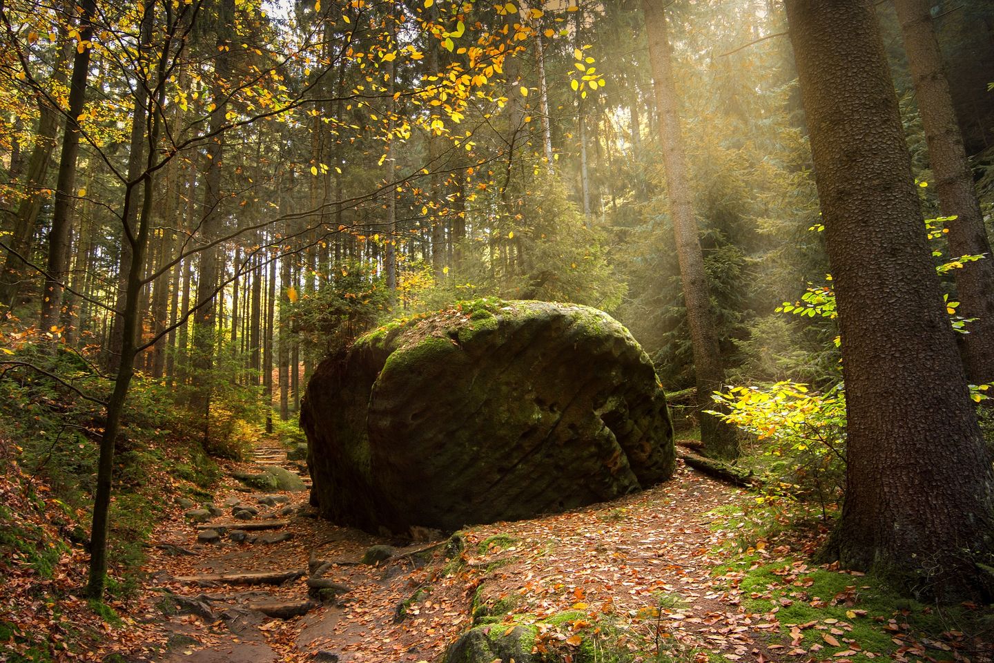 Forest in Saxon Switzerland