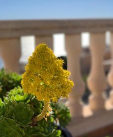 Villa Dalias, Cumbre Del Sol, 180° Zeezicht