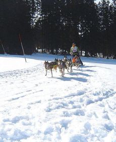 Haus Tannenhof in Haidmühle - Dmg04510-Sya
