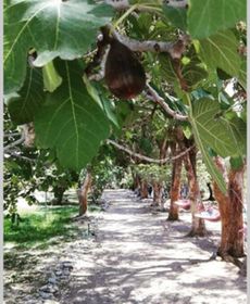 Eco Beachfront Villa