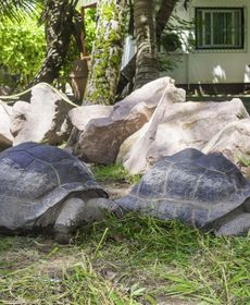 Club Vacanze Cote D'Or