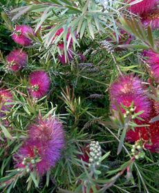 Cap Houses "Les Mimosas"