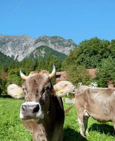 Lovely Apartment in Fulpmes with Balcony