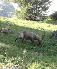 Le Cocon du Catogne Proche Martigny Verbier - Netflix -