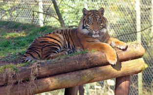 Zoo Leipzig Eintrittspreise Offnungszeiten Reisegutscheine Und