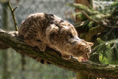 bavarian forest animal park