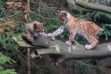 the bavarian forest national park