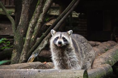 tiere bayerischer wald 