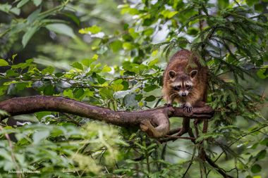 bayerischer wald Waschbär