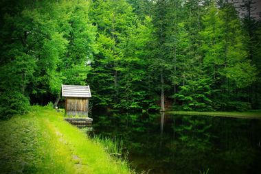 nationalpark Bavarian Forest