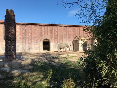 Elepfant im Leipziger Zoo
