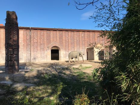 Elephant in the Leipzig Zoo
