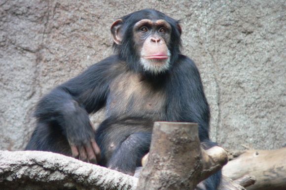 Schimpanse Zoo Leipzig