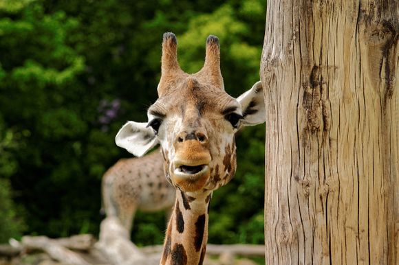 Giraffe in Leipzig Zoo