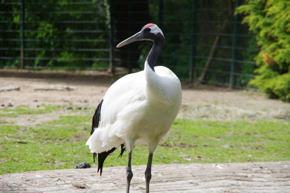 red-crowned crane