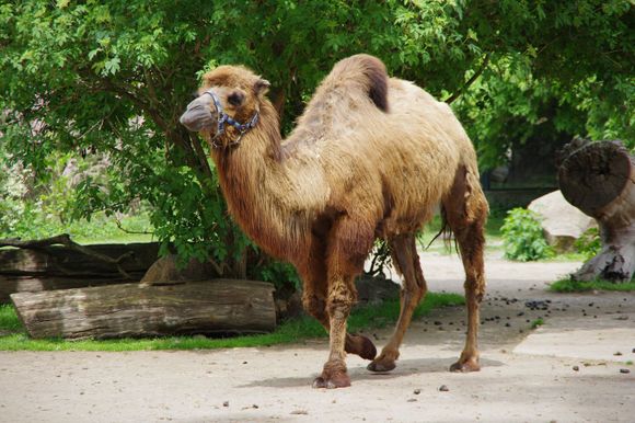 camel