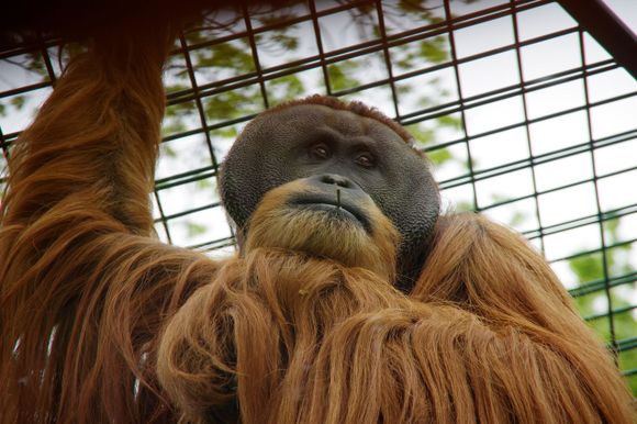 Orang-Utan im Dresdner Zoo