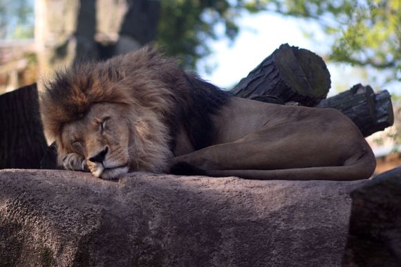 lion at the Dresden zoo