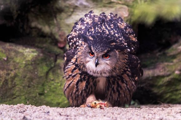 Waschbär bayerischer wald