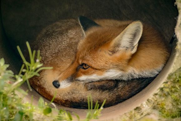 nationalpark bavarian forest fauna