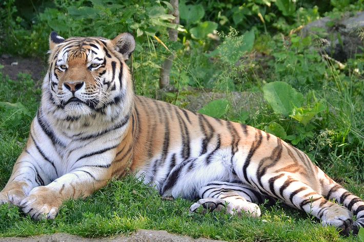Tiger Zoo Leipzig
