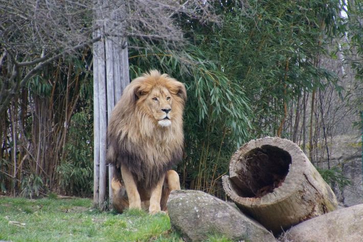 Lion Zoo Leipzig