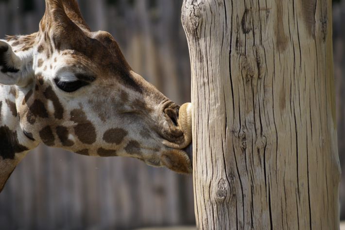 Giraffe Zoo Leipzig
