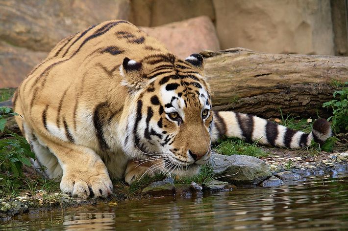 Tiger in Zoo Leipzig