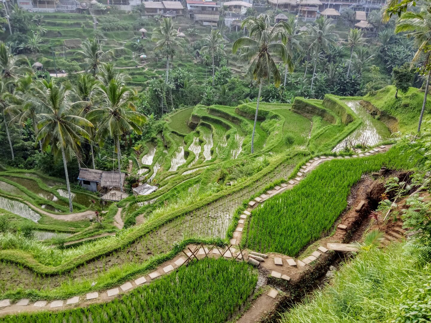 rice terraces, Ubud